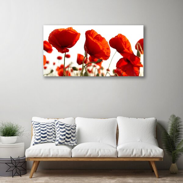 Quadro su tela Natura, papaveri, piante 100x50 cm