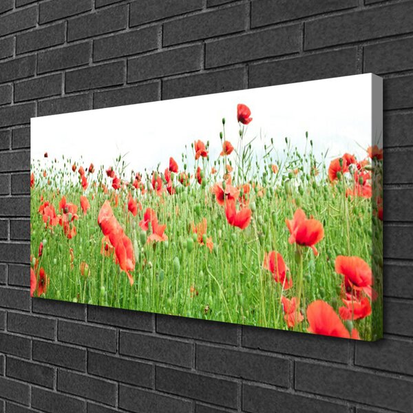 Quadro su tela Natura, papaveri, piante 100x50 cm