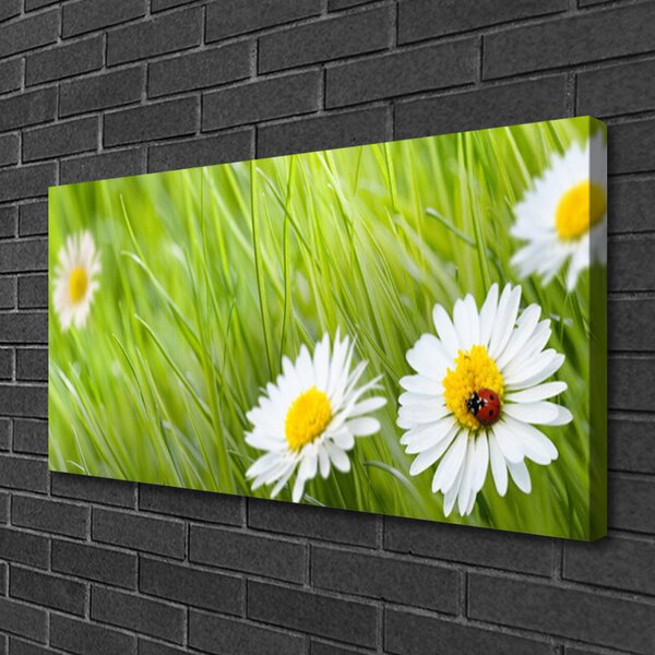 Quadro su tela Erba, margherite, natura 100x50 cm