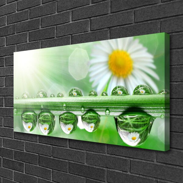Quadro su tela Natura Rugiada Foglia di margherita 100x50 cm