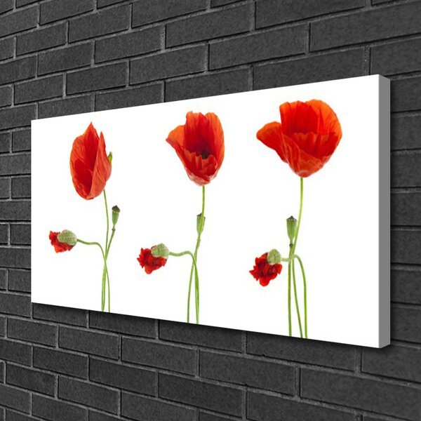 Stampa quadro su tela Natura, papaveri, piante 100x50 cm