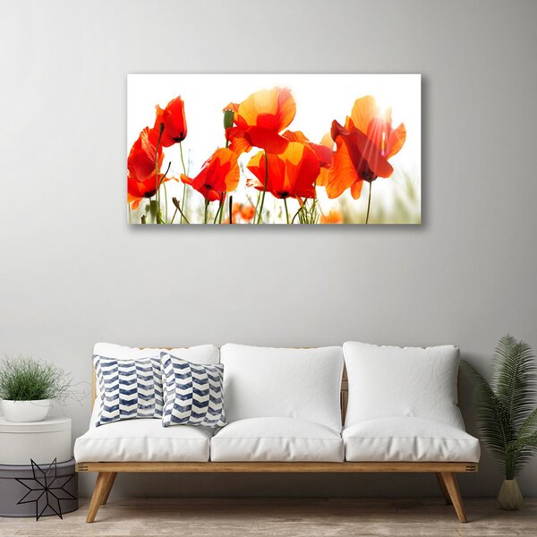 Quadro su tela Natura, papaveri, piante 100x50 cm
