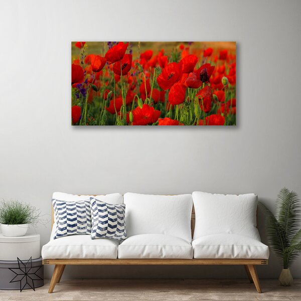 Stampa quadro su tela Natura, papaveri, piante 100x50 cm
