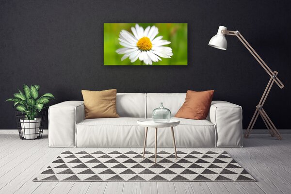 Foto quadro su tela Margherita, pianta, natura 100x50 cm