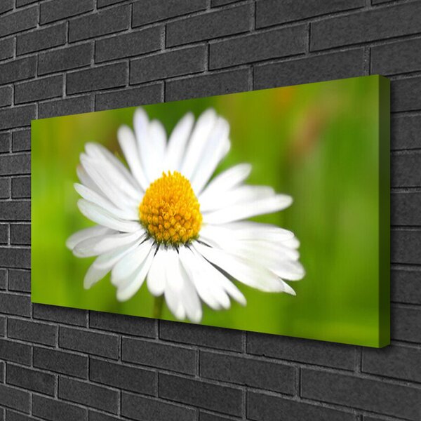 Foto quadro su tela Margherita, pianta, natura 100x50 cm