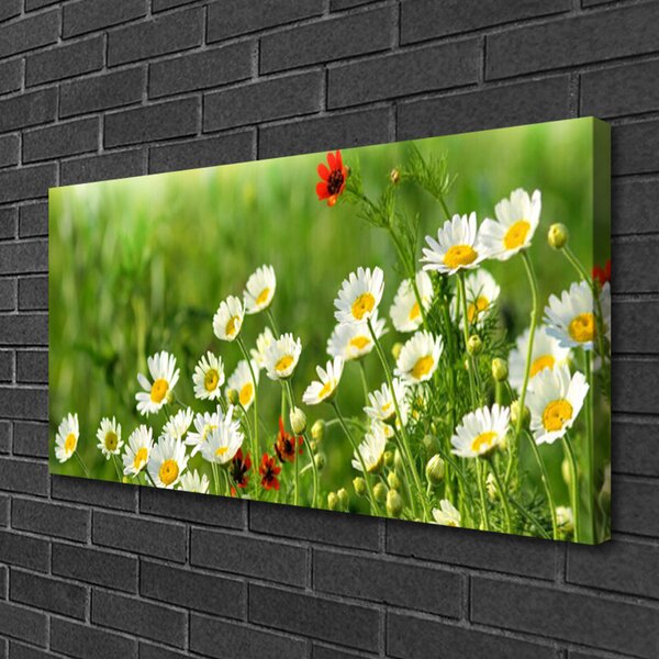 Quadro su tela Margherita, pianta, natura 100x50 cm