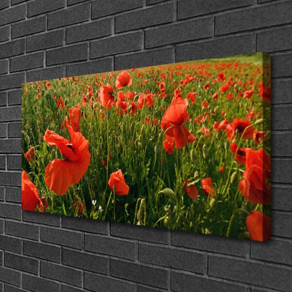 Quadro su tela Natura, papaveri, piante 100x50 cm
