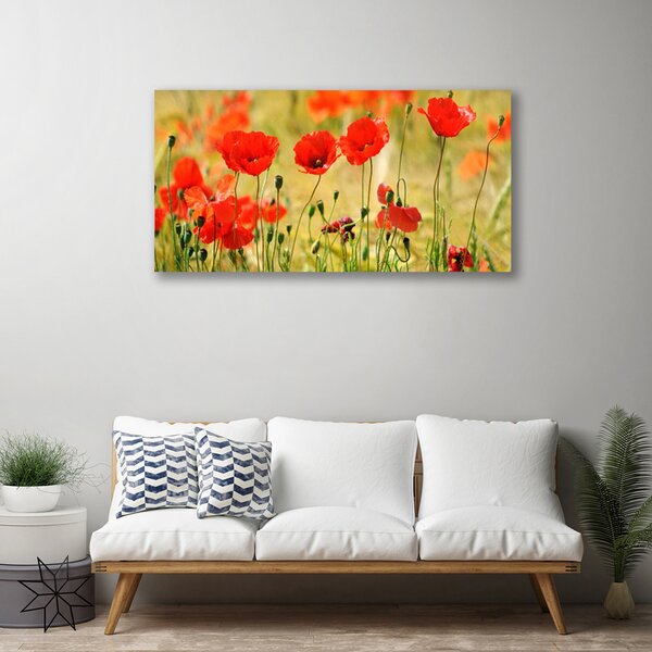 Quadro su tela Natura, papaveri, piante 100x50 cm