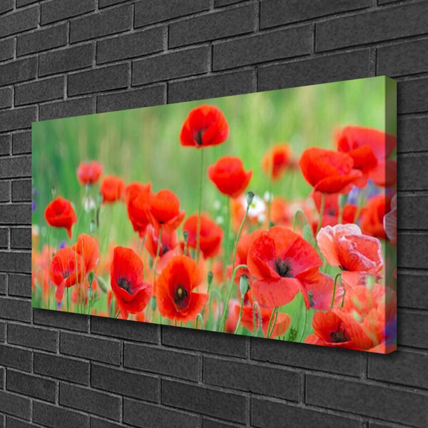 Quadro su tela Natura, papaveri, piante 100x50 cm