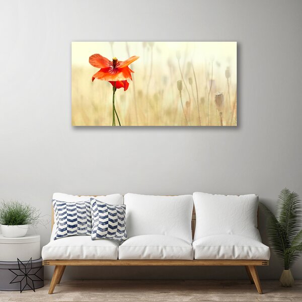 Quadro su tela Natura, papaveri, piante 100x50 cm