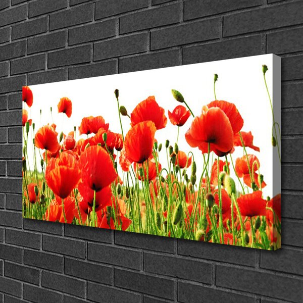 Quadro su tela Natura, papaveri, piante 100x50 cm