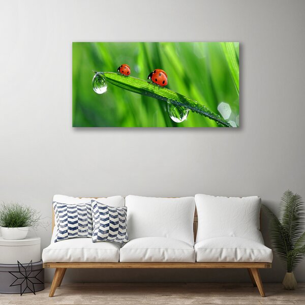 Foto quadro su tela Coccinella Erba Gocce 100x50 cm