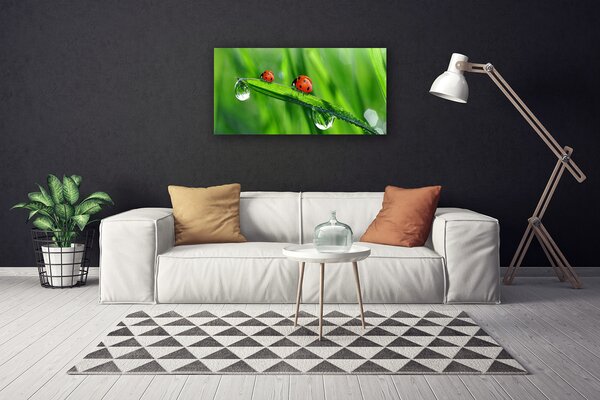 Foto quadro su tela Coccinella Erba Gocce 100x50 cm