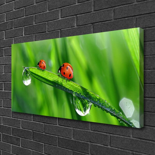 Foto quadro su tela Coccinella Erba Gocce 100x50 cm