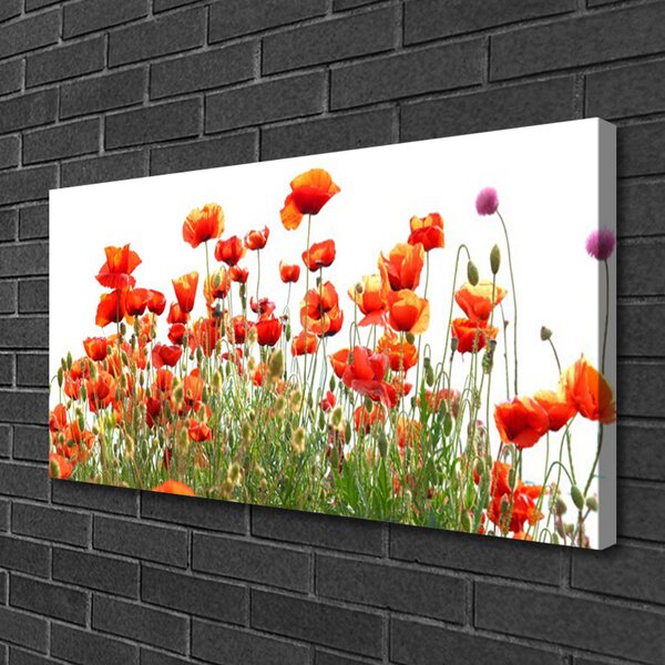 Quadro su tela Natura, papaveri, piante 100x50 cm