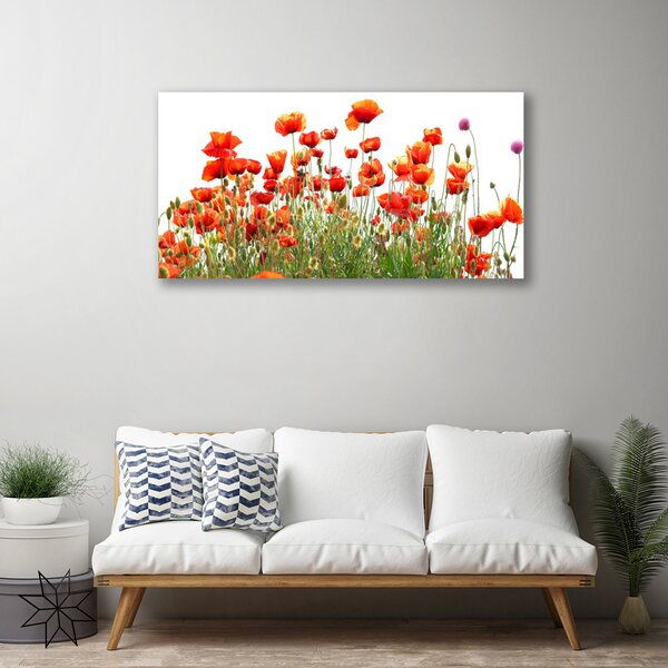 Quadro su tela Natura, papaveri, piante 100x50 cm