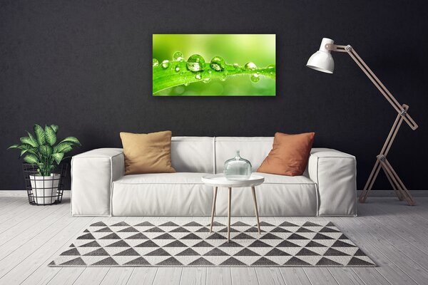 Stampa quadro su tela Foglia, gocce, pianta di rugiada 100x50 cm