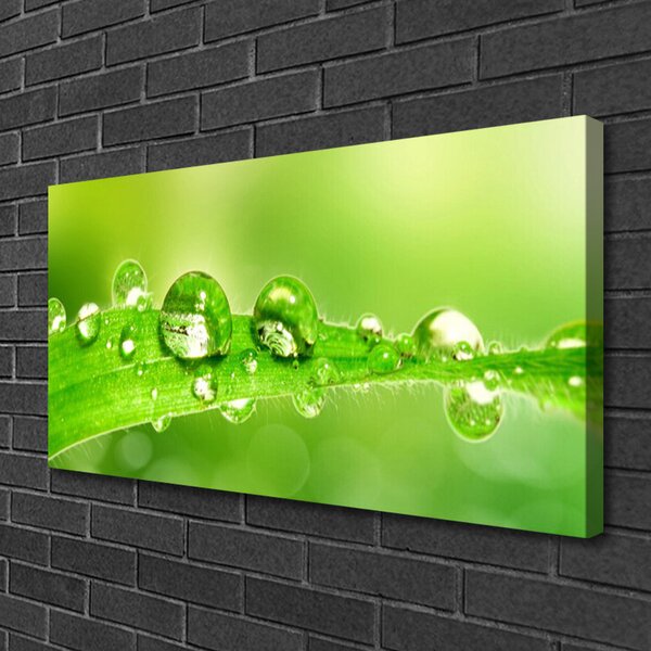Stampa quadro su tela Foglia, gocce, pianta di rugiada 100x50 cm