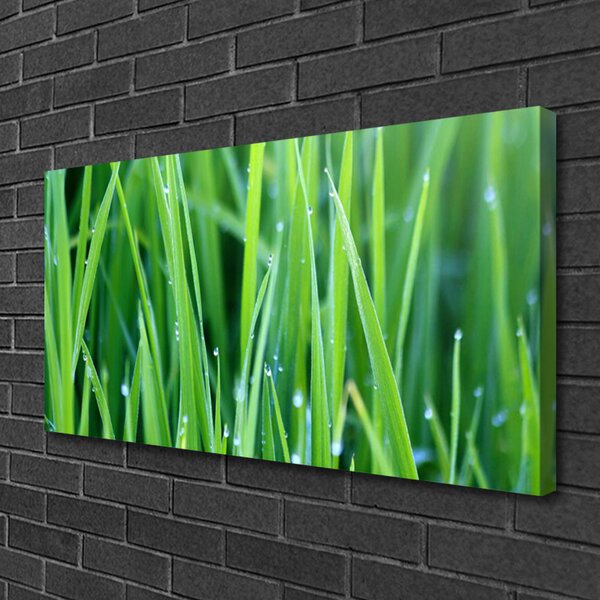 Quadro su tela Erba, Gocce, Natura 100x50 cm