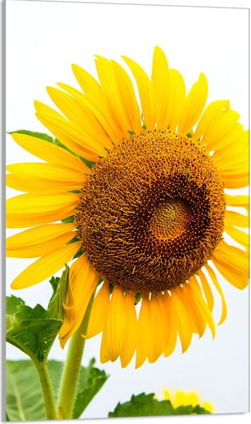 Piastra copriforno 30x52 Coperchio per piano cottura in Vetroceramica Paraspruzzi Piatto in vetro Tagliere decorativo, giallo girasole