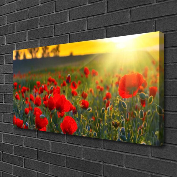 Foto quadro su tela Prato, papaveri, piante, natura 100x50 cm