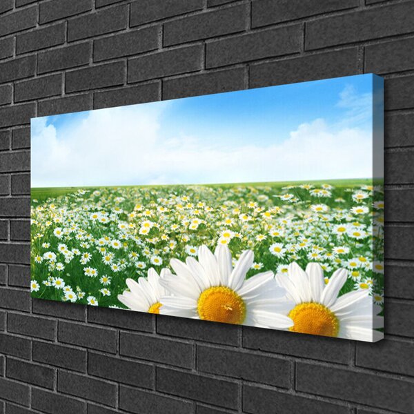 Stampa quadro su tela Fiori Di Margherite Del Campo Di Prato 100x50 cm
