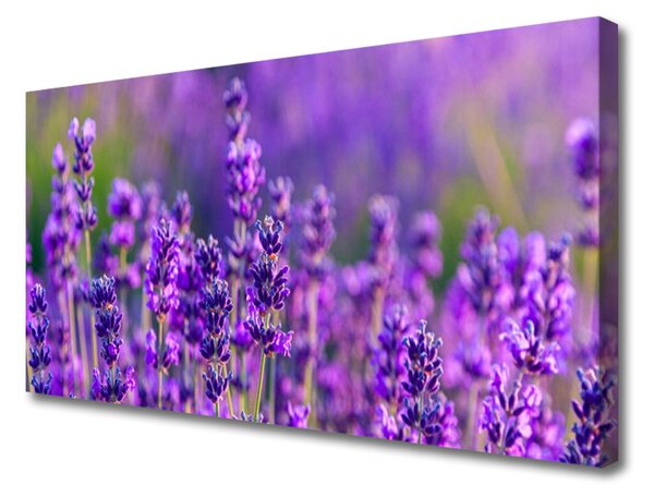 Foto quadro su tela Campo di lavanda viola 100x50 cm