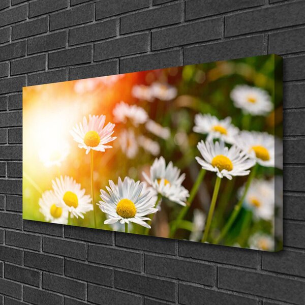 Quadro su tela Margherite Fiori Raggi 100x50 cm