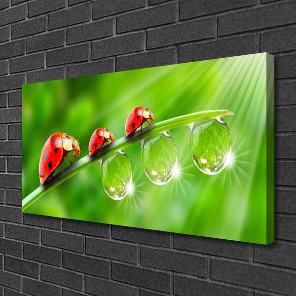Quadro su tela Coccinelle Su Una Foglia Scende 100x50 cm