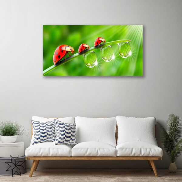 Quadro su tela Coccinelle Su Una Foglia Scende 100x50 cm