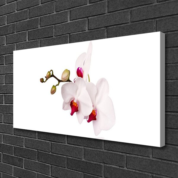 Quadro su tela Fiori di orchidea della natura 100x50 cm