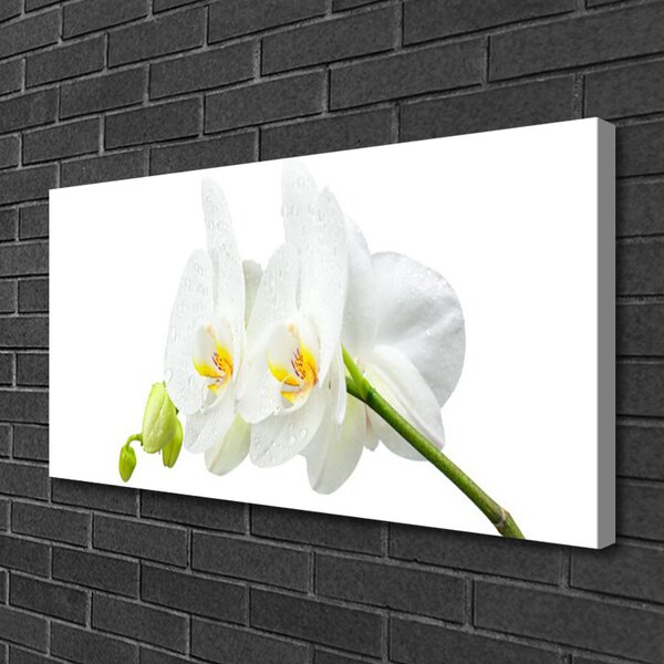 Quadro stampa su tela Petali di fiori di un'orchidea bianca 100x50 cm