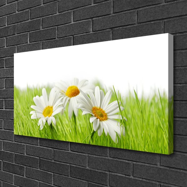 Foto quadro su tela Pianta di fiori di margherita 100x50 cm