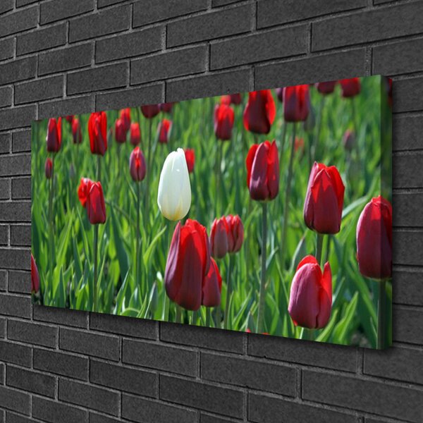 Foto quadro su tela Tulipani, fiori, natura 100x50 cm