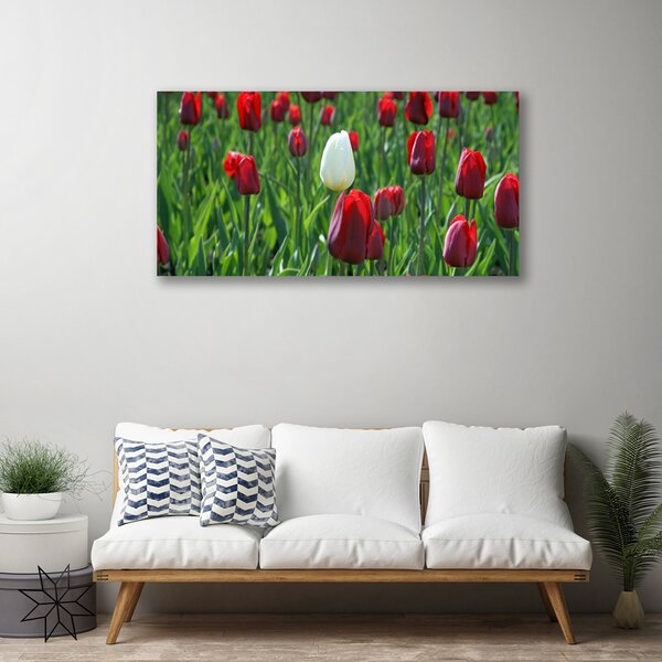 Foto quadro su tela Tulipani, fiori, natura 100x50 cm
