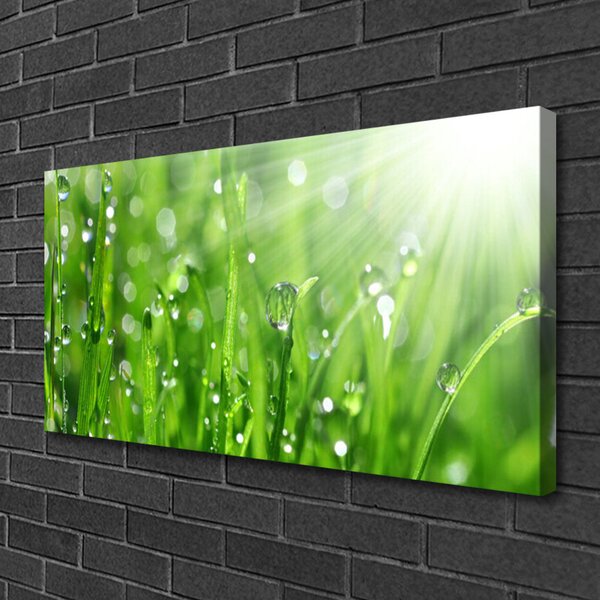 Quadro su tela Natura, erba, gocce 100x50 cm