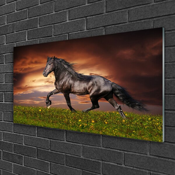 Quadro di vetro Cavallo nero Animali da prato 100x50 cm 2 appendini