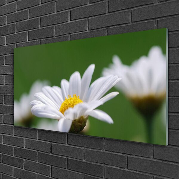 Quadro su vetro Margherita sul muro 100x50 cm 2 appendini