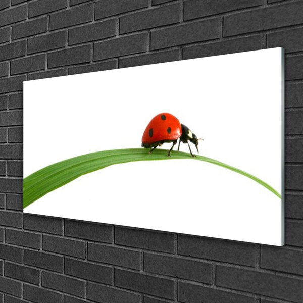 Quadro in vetro Biedronka Natura 100x50 cm 2 appendini