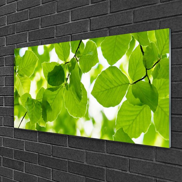 Quadro su vetro Foglia Natura Pianta 100x50 cm 2 appendini