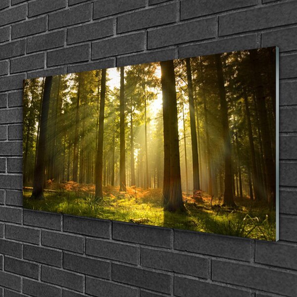 Quadro in vetro Foresta Natura Alberi 100x50 cm 2 appendini