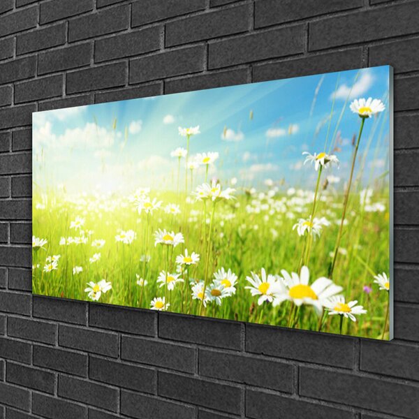 Quadro su vetro Daisy Meadow Natura 100x50 cm 2 appendini