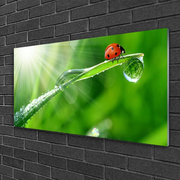 Quadro in vetro Erba coccinella Natura 100x50 cm 2 appendini