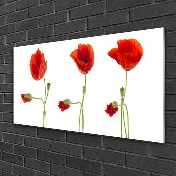 Quadro vetro Papaveri Pianta Naturale 100x50 cm 2 appendini