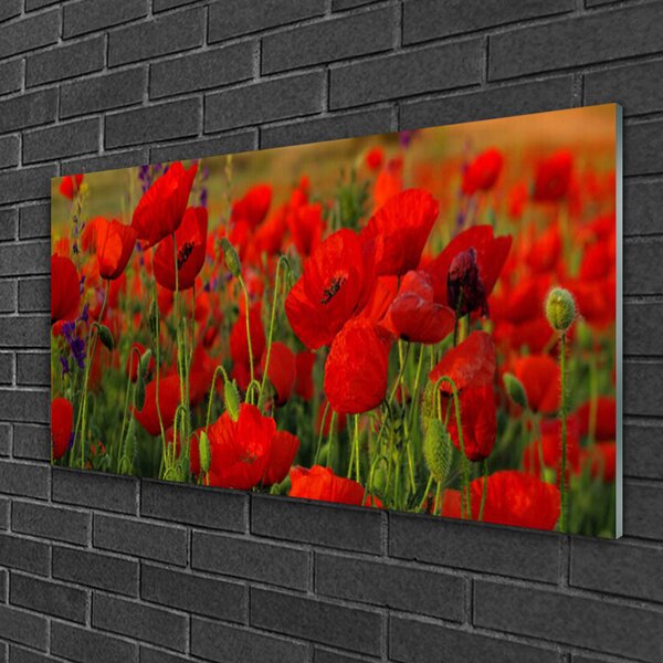 Quadro di vetro Papaveri Pianta Naturale 100x50 cm 2 appendini