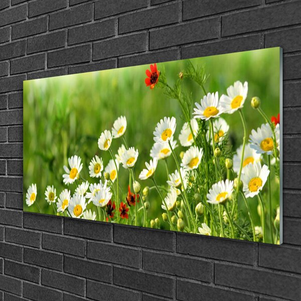 Quadro su vetro Pianta naturale margherita 100x50 cm 2 appendini
