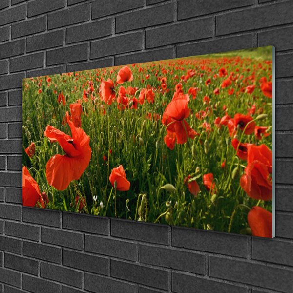 Quadro in vetro Papaveri Pianta Naturale 100x50 cm 2 appendini