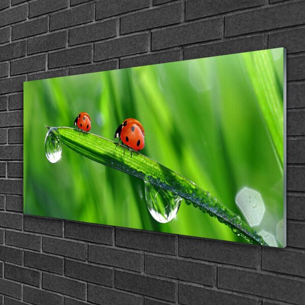Quadro di vetro Gocce d'erba di coccinella 100x50 cm 2 appendini