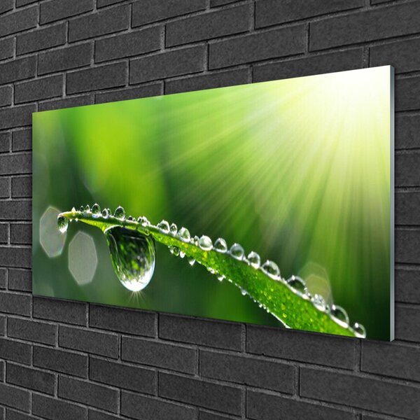 Quadro in vetro Erba Rosa Gocce Natura 100x50 cm 2 appendini