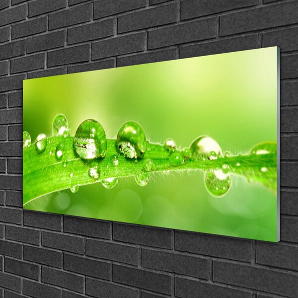 Quadro di vetro Gocce di foglie di una pianta di Rosa 100x50 cm 2 appendini